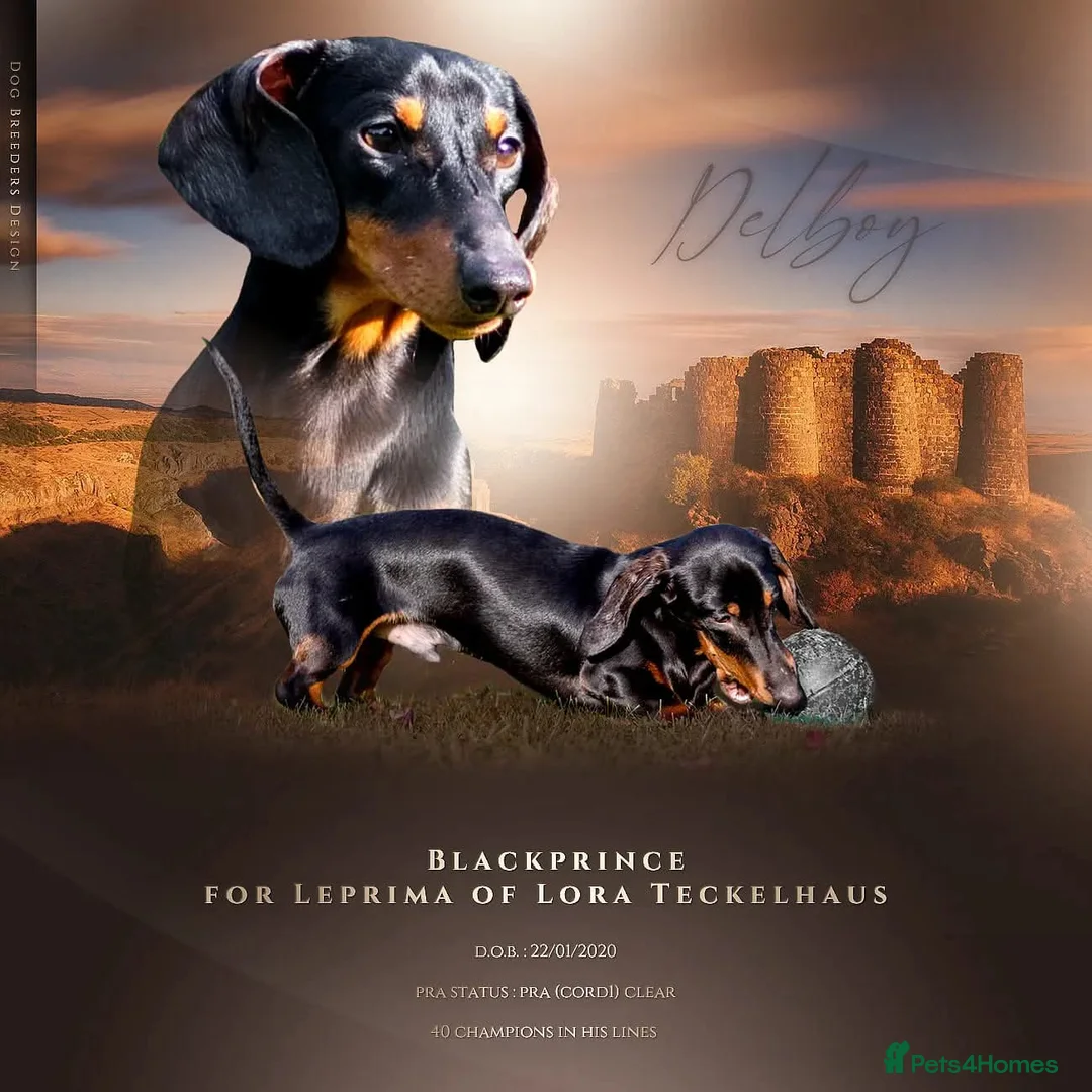 Miniature Dachshund dogs for stud: Leprimas Delboy - Advert 2