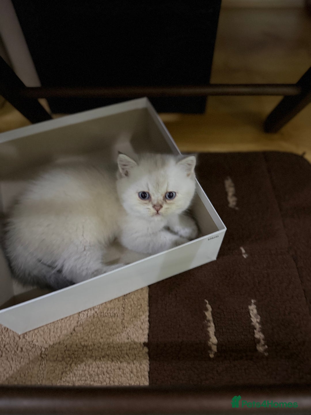 Mixed Breed cats for sale: Beautiful British straight = Chinchilla boy - Advert 5