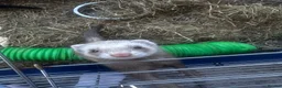 Ferret rodents for sale: Female ferret with indoor cage - Advert 3