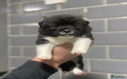 Akita dogs for sale: Chunky American Akita puppies - Image 3