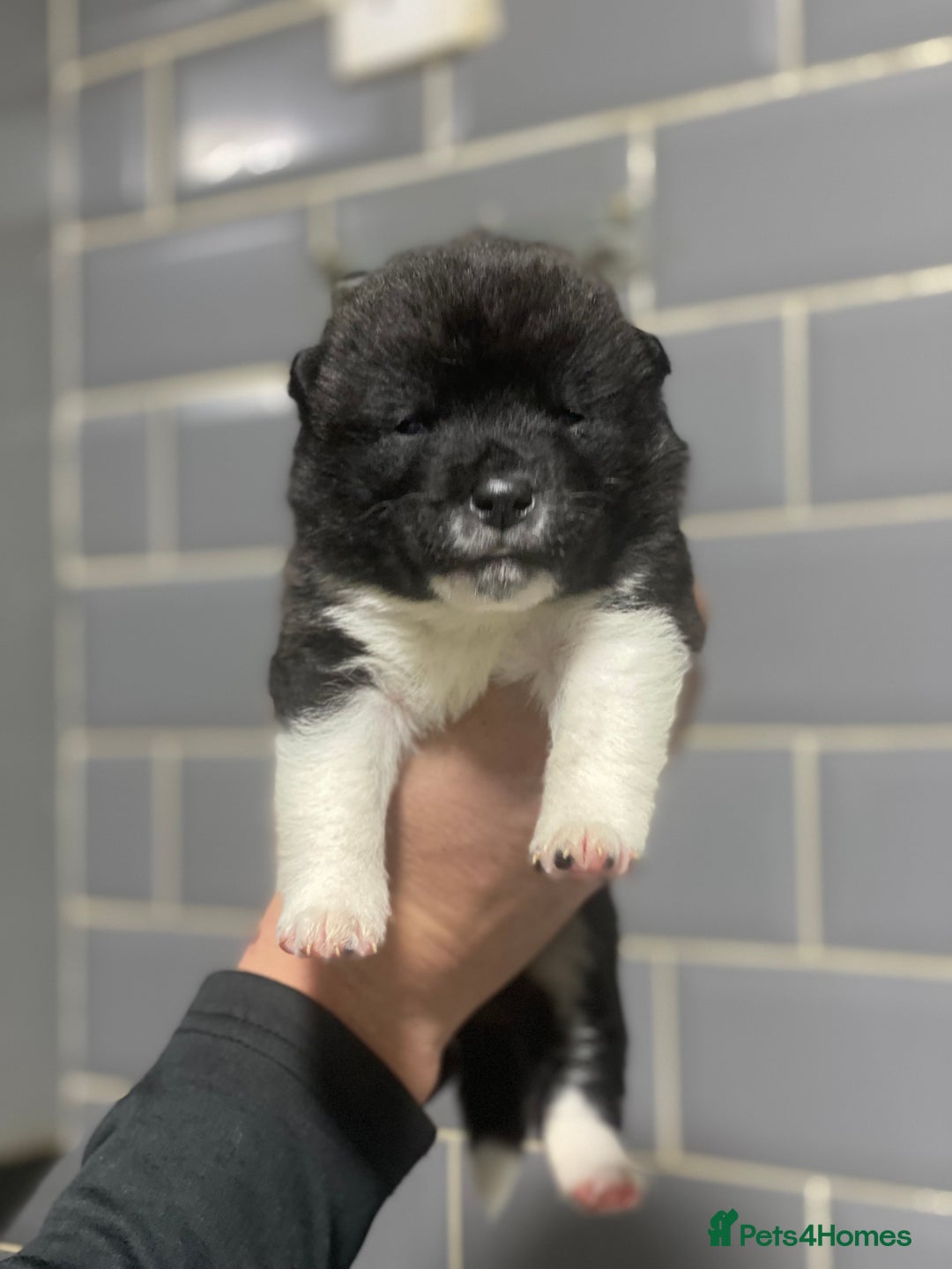 Akita dogs for sale: Chunky American Akita puppies - Image 3