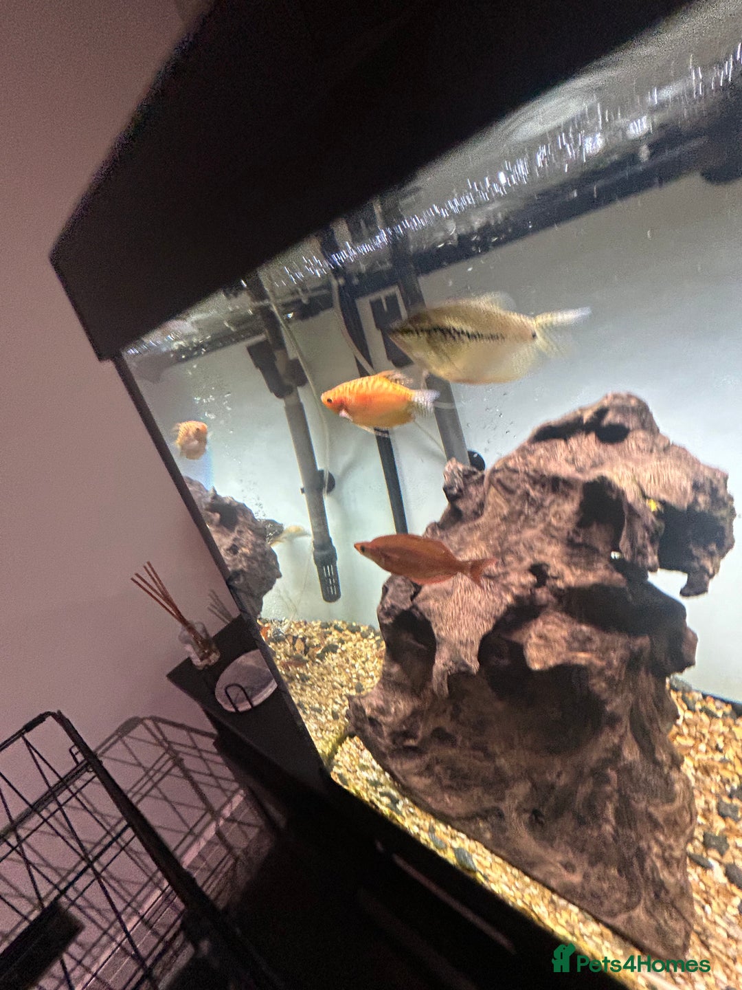 Other/Mixed Breed fish for sale: Fish tank and fish for sale - Advert 16