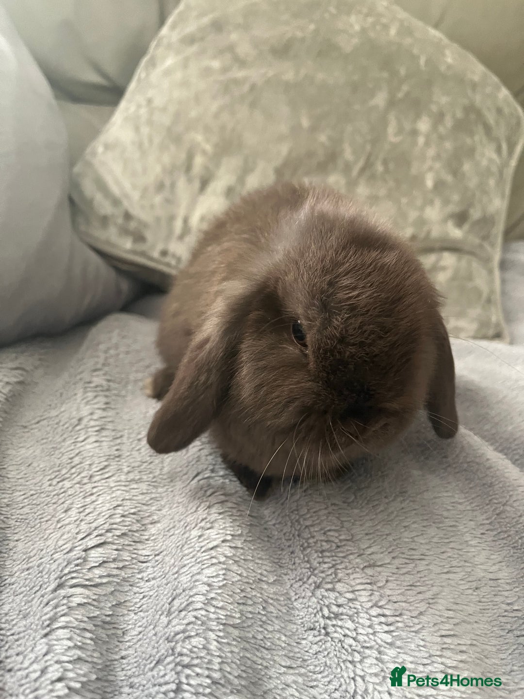Mini Lop rabbits for sale: Mini lop rabbit - Advert 1