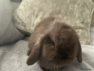 Mini Lop rabbits Mini lop rabbit - Advert 1