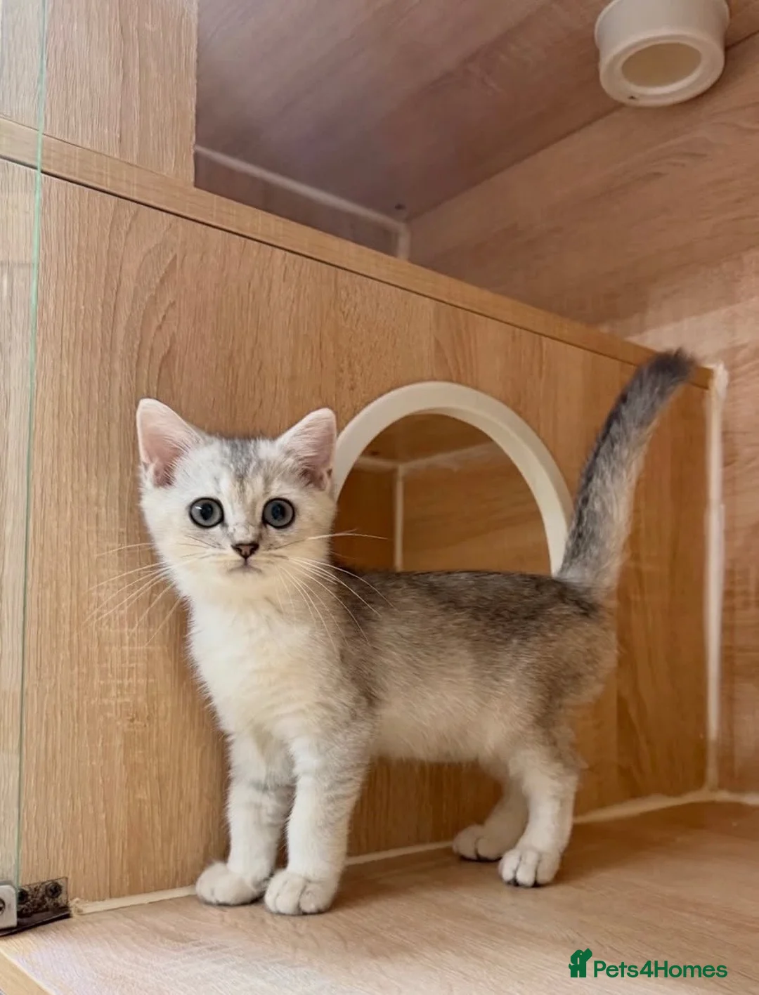 British Shorthair cats for sale: Blue Silver Shaded British Shorthair Kittens  - Advert 2