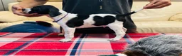 Pointer dogs for sale: Pedigree Pointer Pups - Advert 26