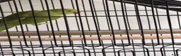 Ringnecks birds for sale: Male green ringneck in Cowdenbeath - Advert 3