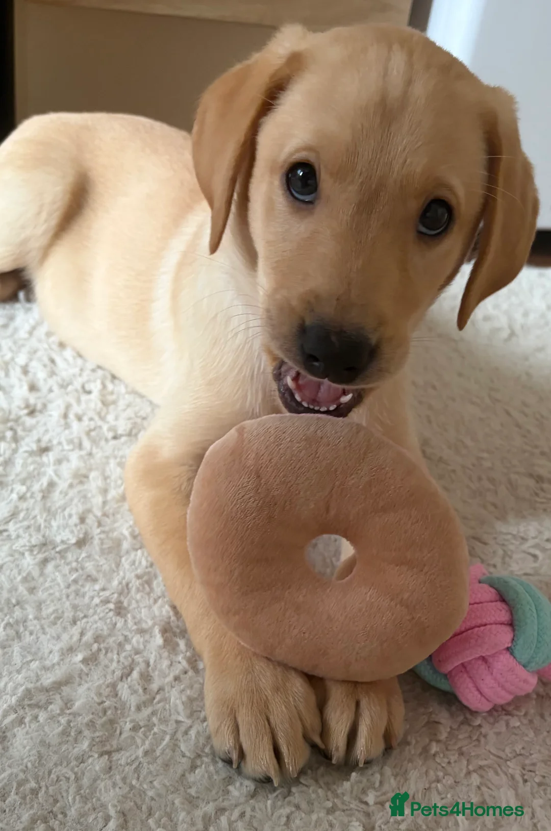 Labrador Retriever dogs for sale: Labrador Retriever Puppy  - Advert 5