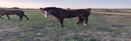 New Forest horses for sale: Smart NF gelding - Advert 4