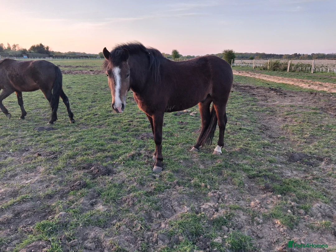 New Forest horses for sale: Smart NF gelding - Advert 4