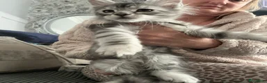 Maine Coon 3 black silver tabby 