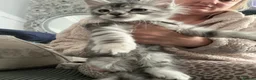 Maine Coon cats for sale: Beautiful tica registered mainecoon babies  - Advert 18