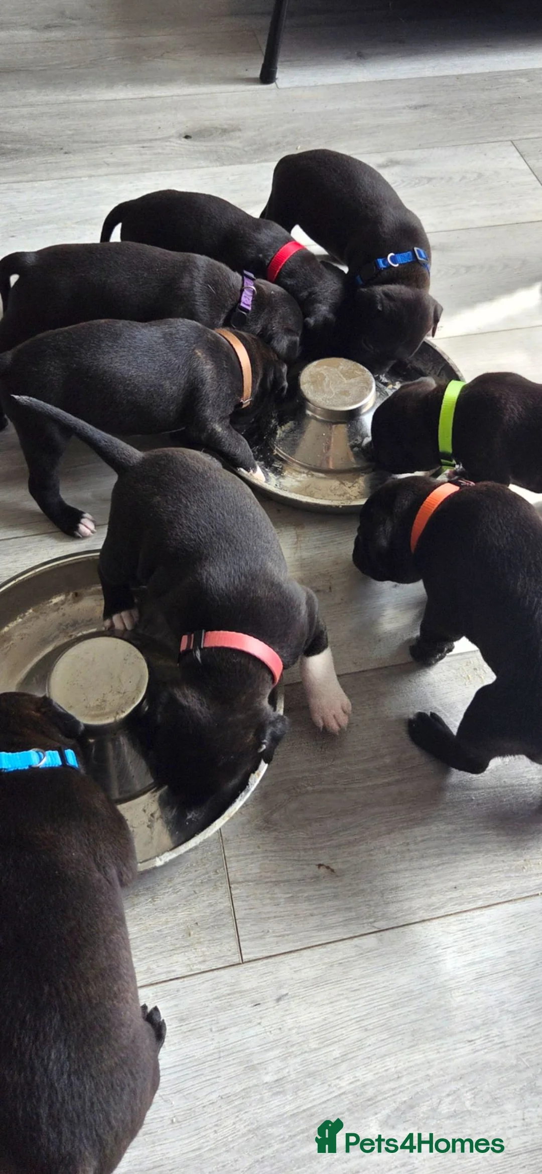 Staffordshire Bull Terrier dogs for sale: Exceptional Staffordshire Bull Terriers for sale - Advert 1