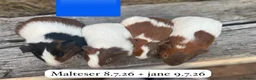Guinea Pig rodents for sale: Baby male guinea pigs ready now - Advert 2