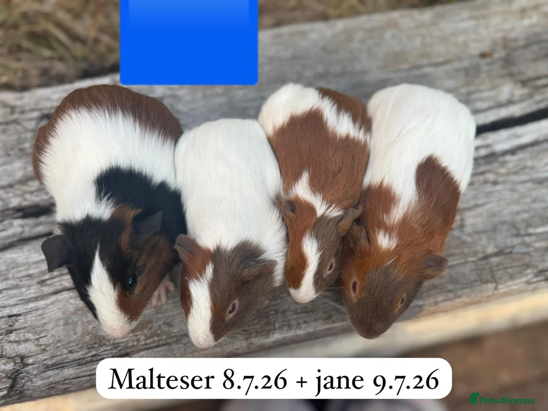 Guinea Pig rodents for sale: Baby male guinea pigs ready now - Advert 2