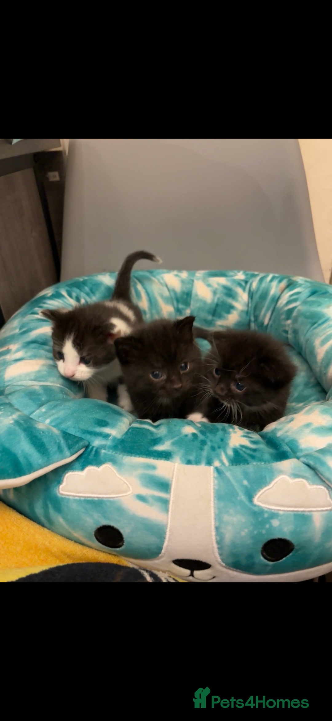 Mixed Breed cats for sale: Mixed breed kittens  - Image 13