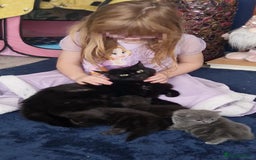 British Longhair cats for sale: BRITISH LONGHAIR/RAGDOLL/MAINE COON FOR SALE - Image 9