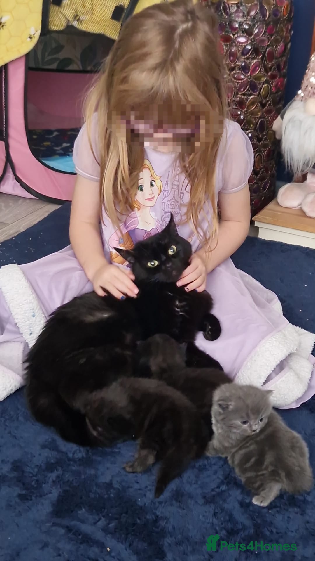 British Longhair cats for sale: BRITISH LONGHAIR/RAGDOLL/MAINE COON FOR SALE - Image 9