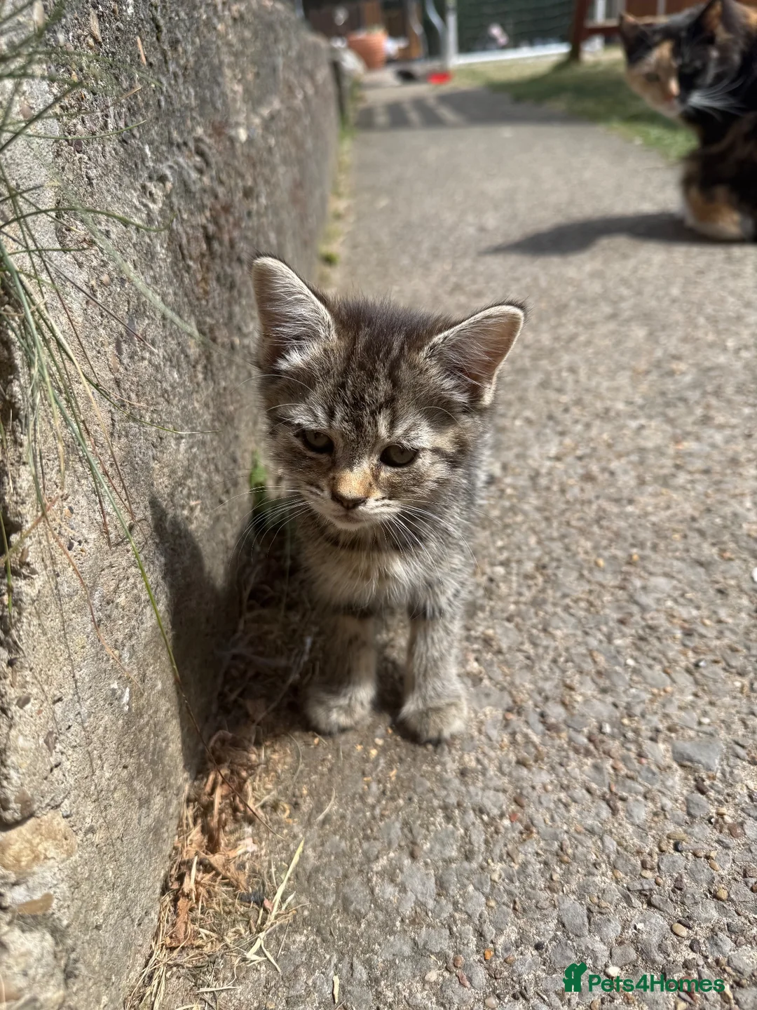 Mixed Breed cats for sale: Gorgeous kittens for sale ready now.  - Advert 2