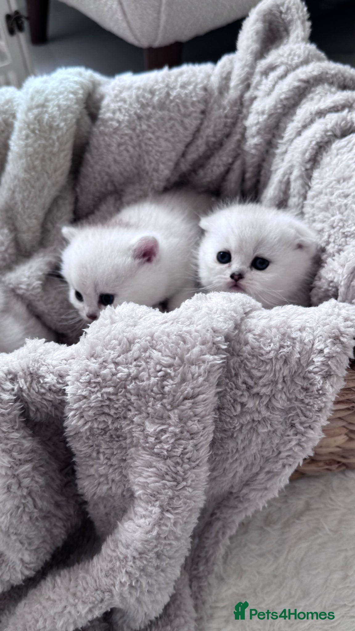 Scottish Fold cats for sale: Adorable Friendly Scottish Folds/Straights !! - Advert 6