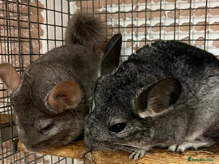 Chinchilla rodents Chinchilla kits (Dorset) - updated - Advert 6