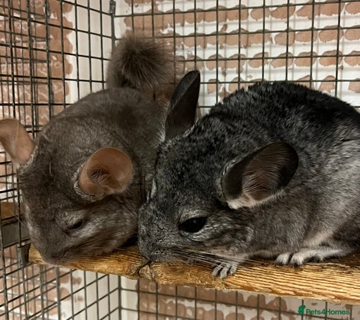 Chinchilla rodents Chinchilla kits (Dorset) - updated - Advert 13