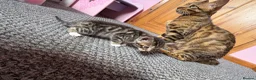 Bengal cats for sale: Half bengal kittens  in Spalding - Advert 7
