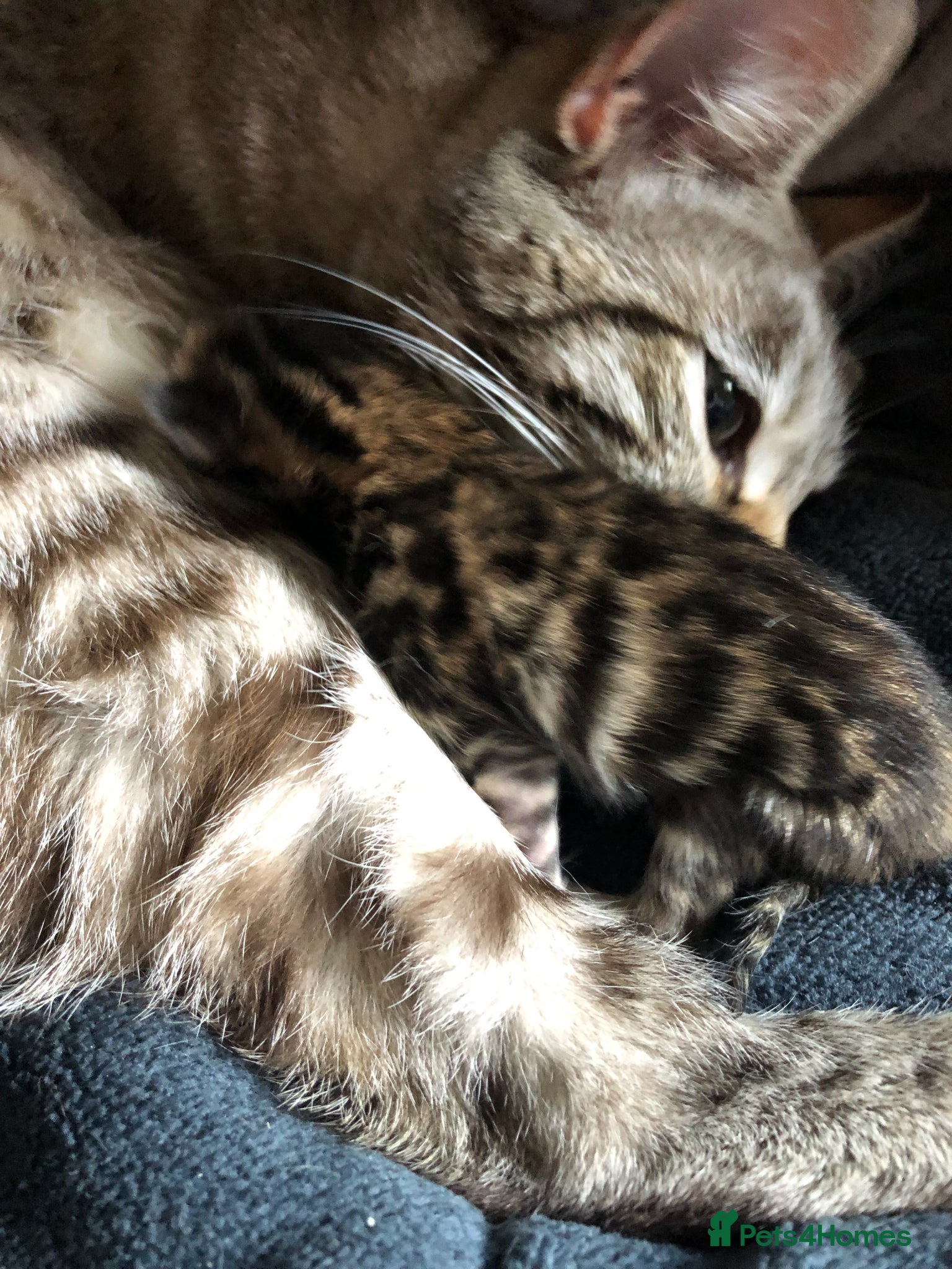 Bengal cats for sale: Little Bengal girl in Liskeard - Advert 16