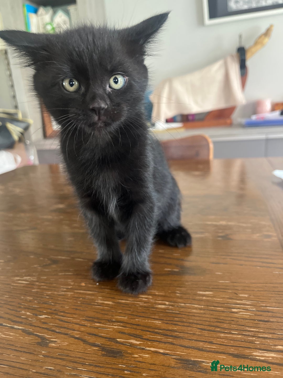 British Shorthair cats for sale: Healthy playful adorable kittens. - Image 16