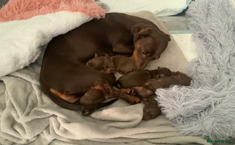 Miniature Dachshund dogs - Advert 6