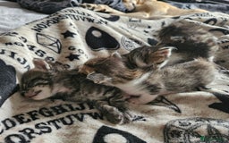 Domestic Shorthair cats for sale: 4 Gorgeous Kittens  - Image 2