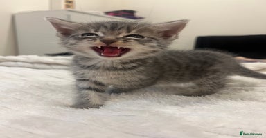 Mixed Breed cats - Advert 6