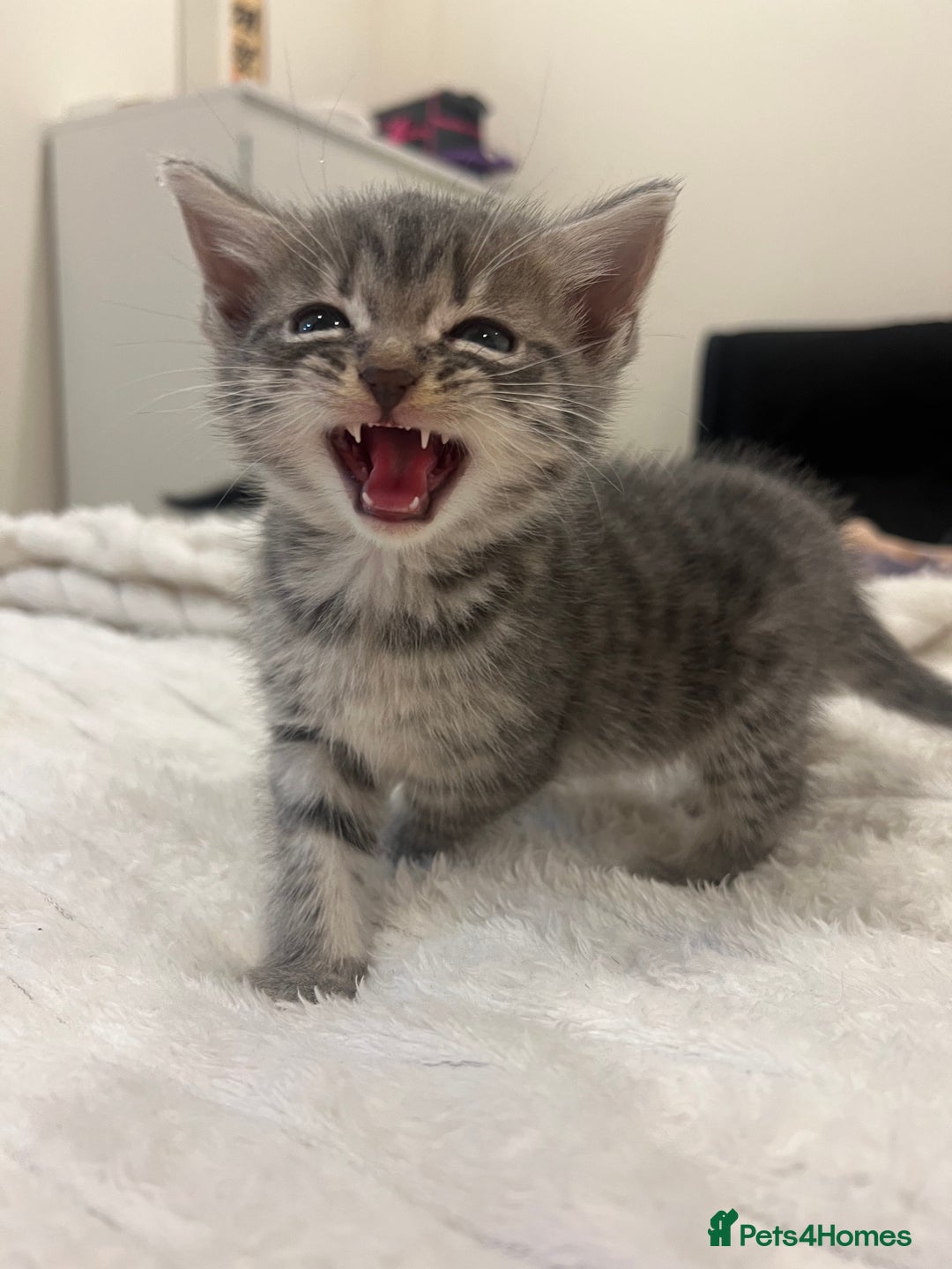 Mixed Breed cats for sale: Six adorable mixed silver striped bengal kittens  - Image 2