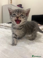 Mixed Breed cats - Advert 6