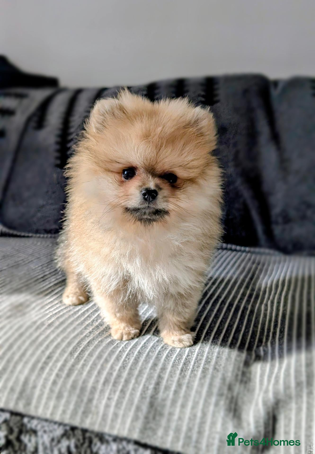 Pomeranian dogs Beautiful Micro Teddy-Faced Girl, Croydon  - Advert 2