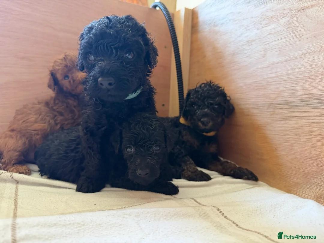 Cockapoo dogs for sale: Ready Now f1b Black & Brown Cockapoo Puppies! 🐾 in Scarborough - Advert 2