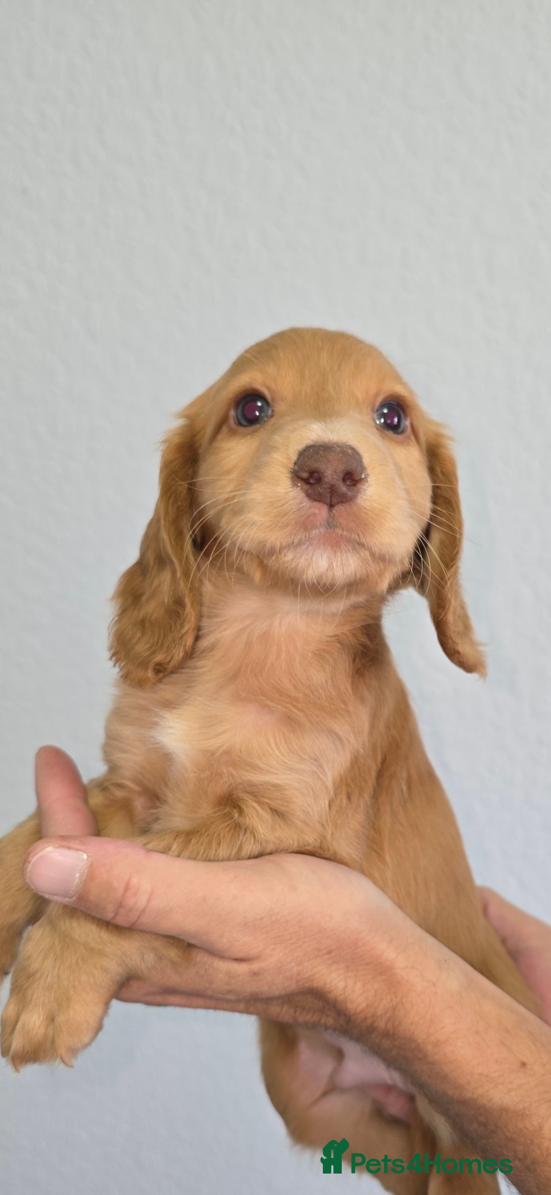 Cocker Spaniel dogs for sale: Working cocker spaniel puppies  - Image 8