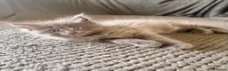 Ragcoon cats for sale: Last of litter affectionate playful Ragcoon baby  - Advert 34