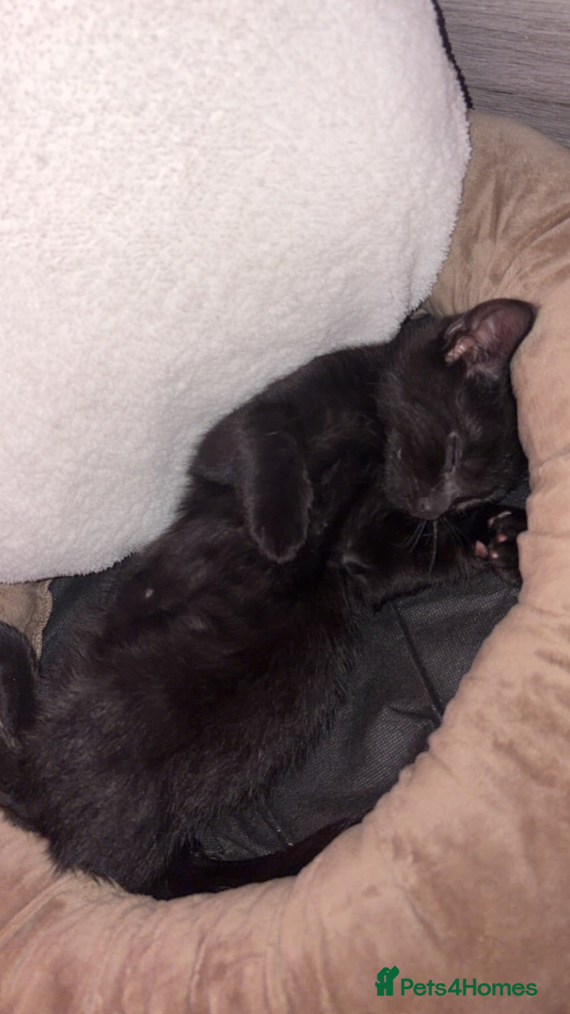 Mixed Breed cats Male mixed tabby cat 11weeks - Advert 6