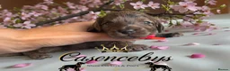 Cockapoo dogs for sale: STUNNING DNA CLEAR F1 miniature cockapoos - Advert 4