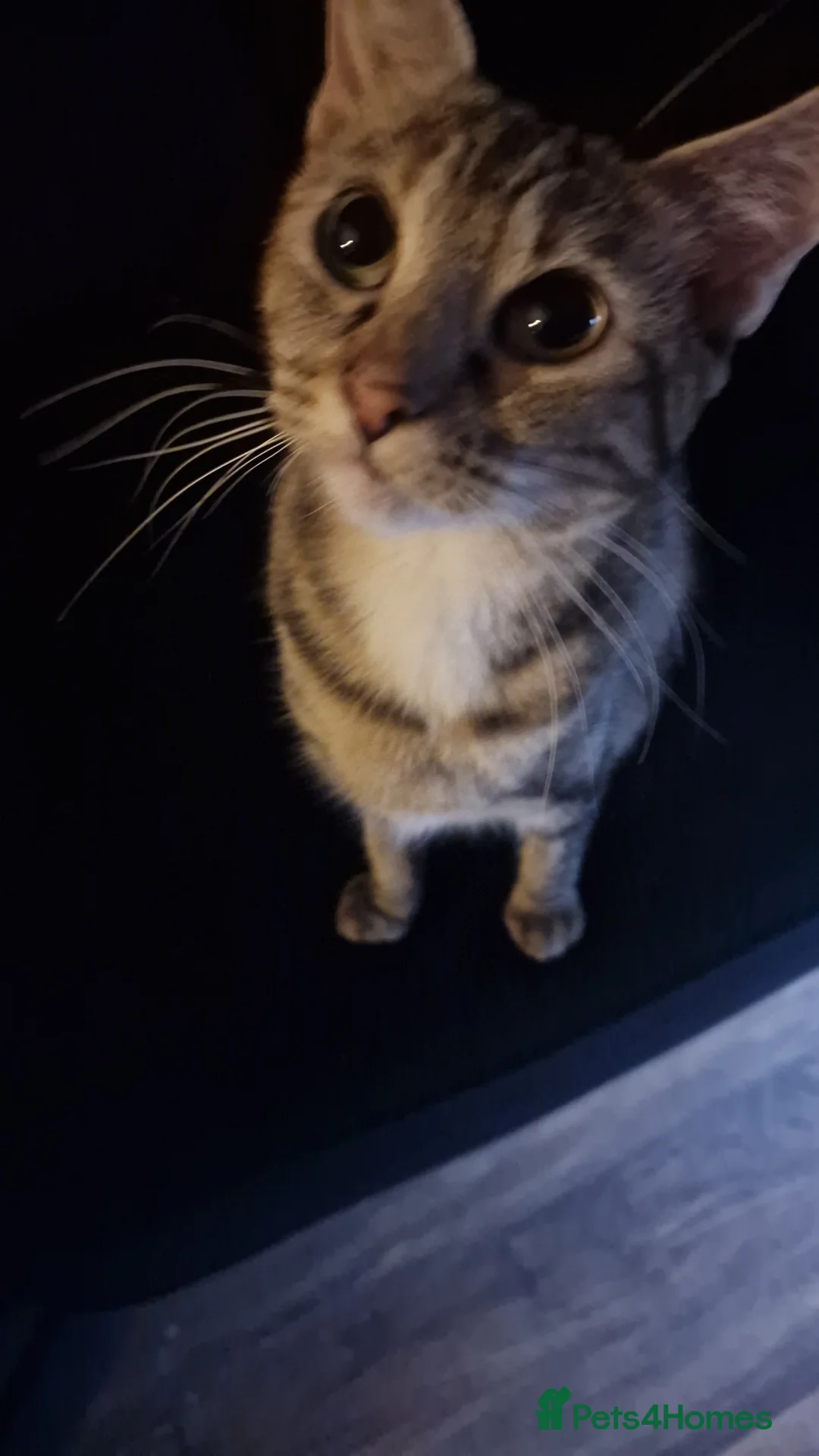 Mixed Breed cats for sale: 3 beautiful kittens for sale ready now!  - Advert 11