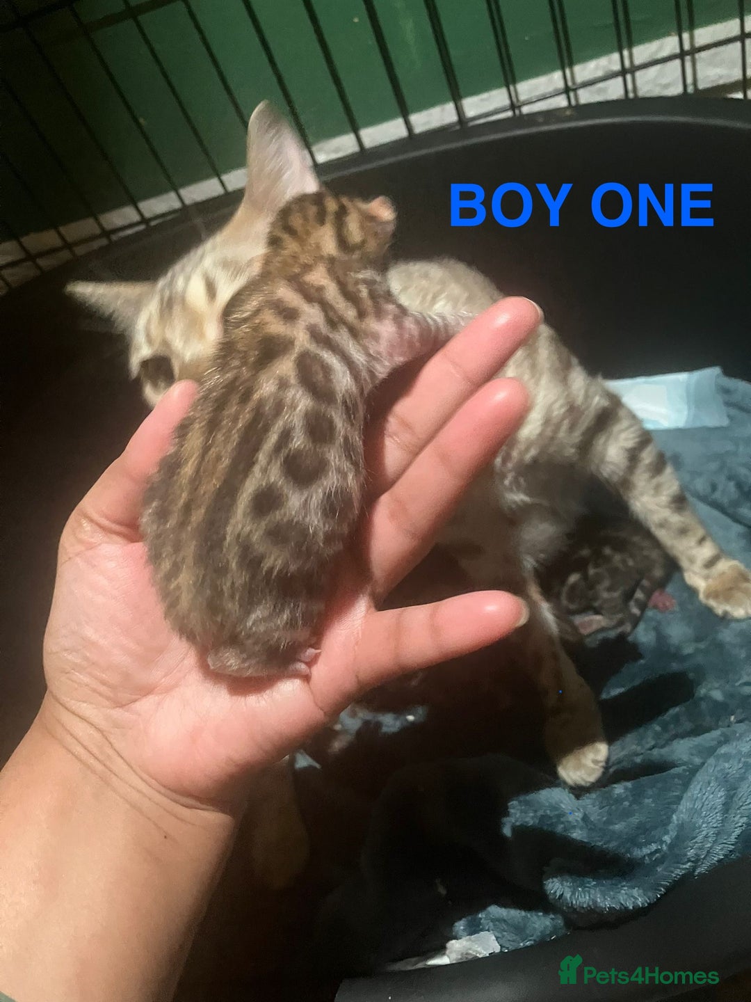 Bengal cats for sale: Pedigree Bengal Kittens  **  - Advert 5