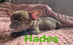 French Bulldog dogs for sale: French bulldog pups ❤️ - Image 16