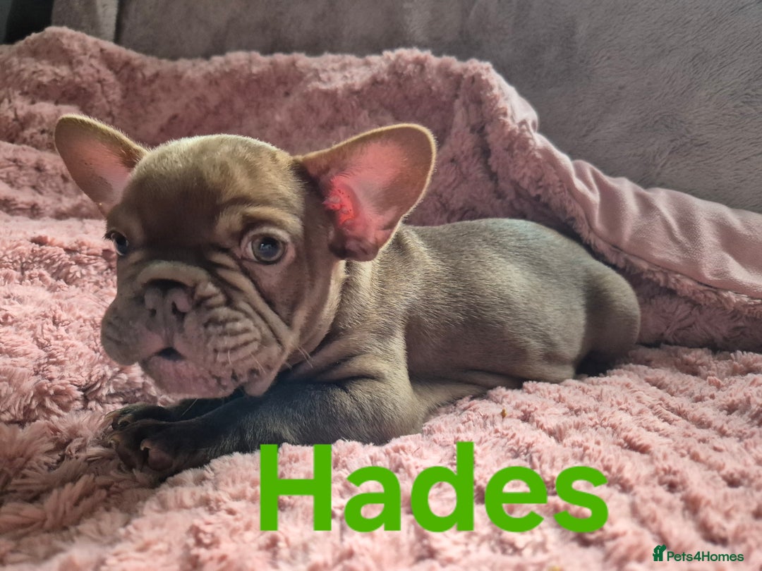 French Bulldog dogs for sale: French bulldog pups ❤️ - Image 16