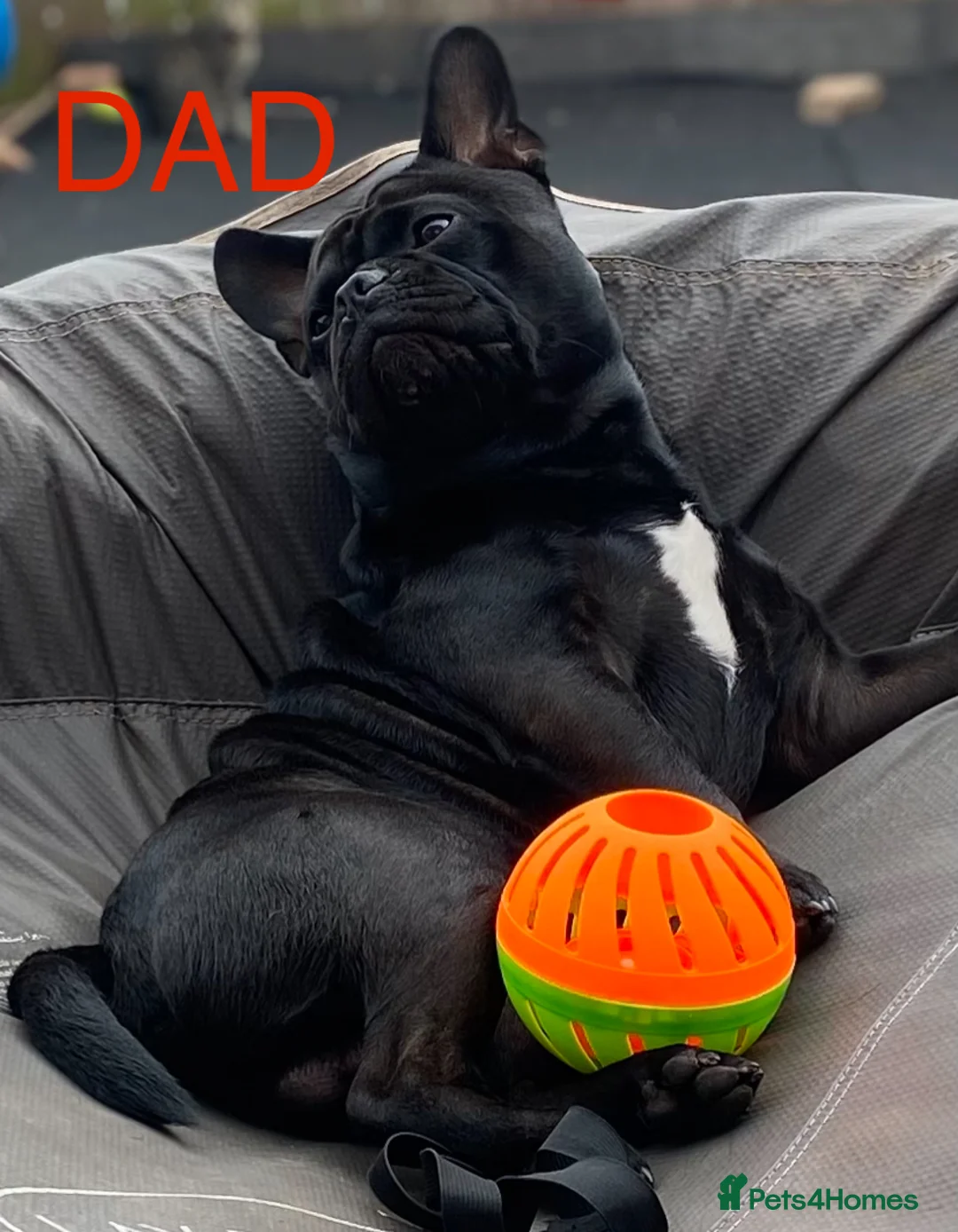 Mixed Breed dogs for sale: 3 puppy’s left  - Advert 5