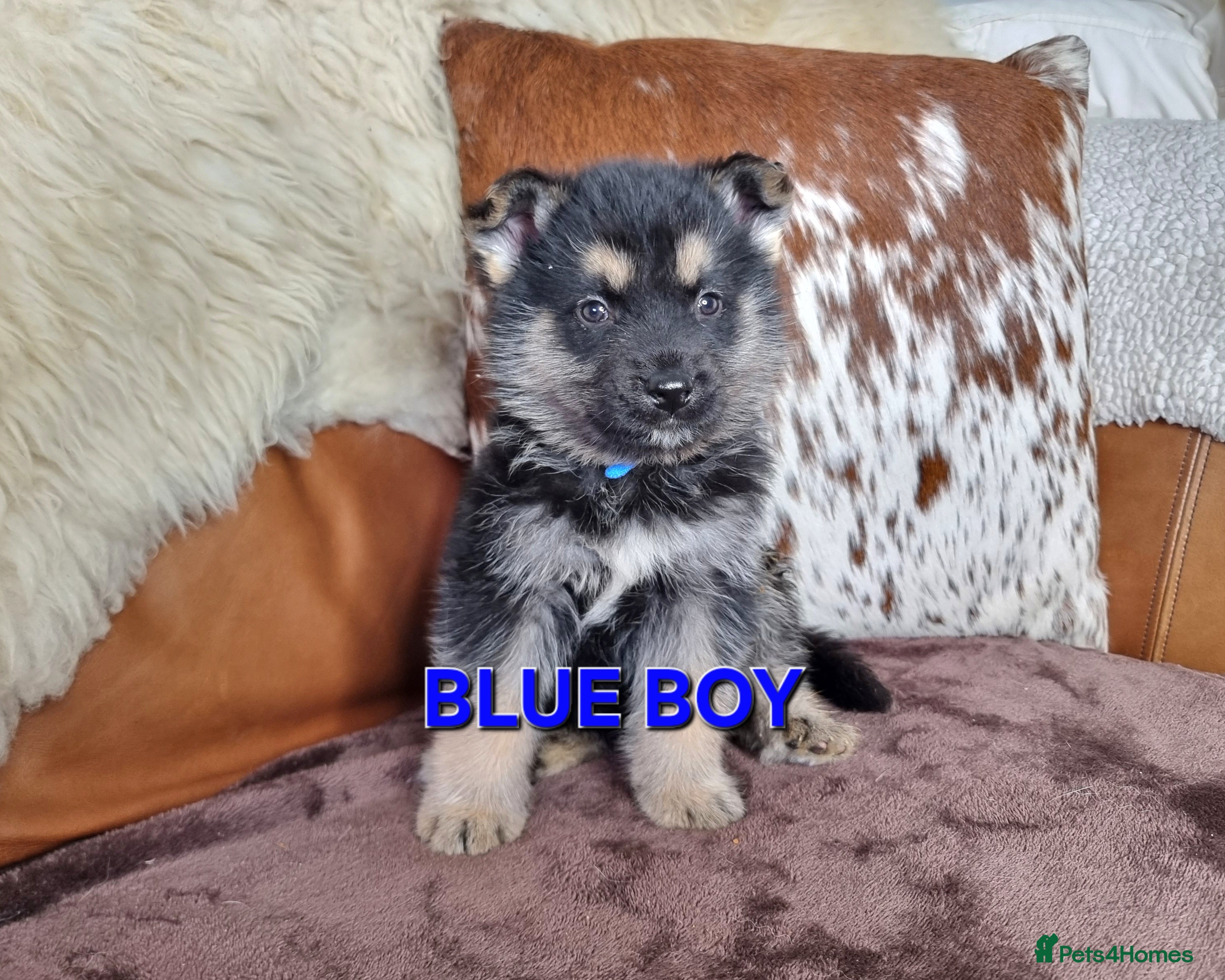 Shepsky dogs for sale: Stunning German Shepherd × Husky/Akita Puppies  - Advert 7
