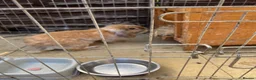 Mixed Breed rabbits for sale: Rabbits  - Advert 2