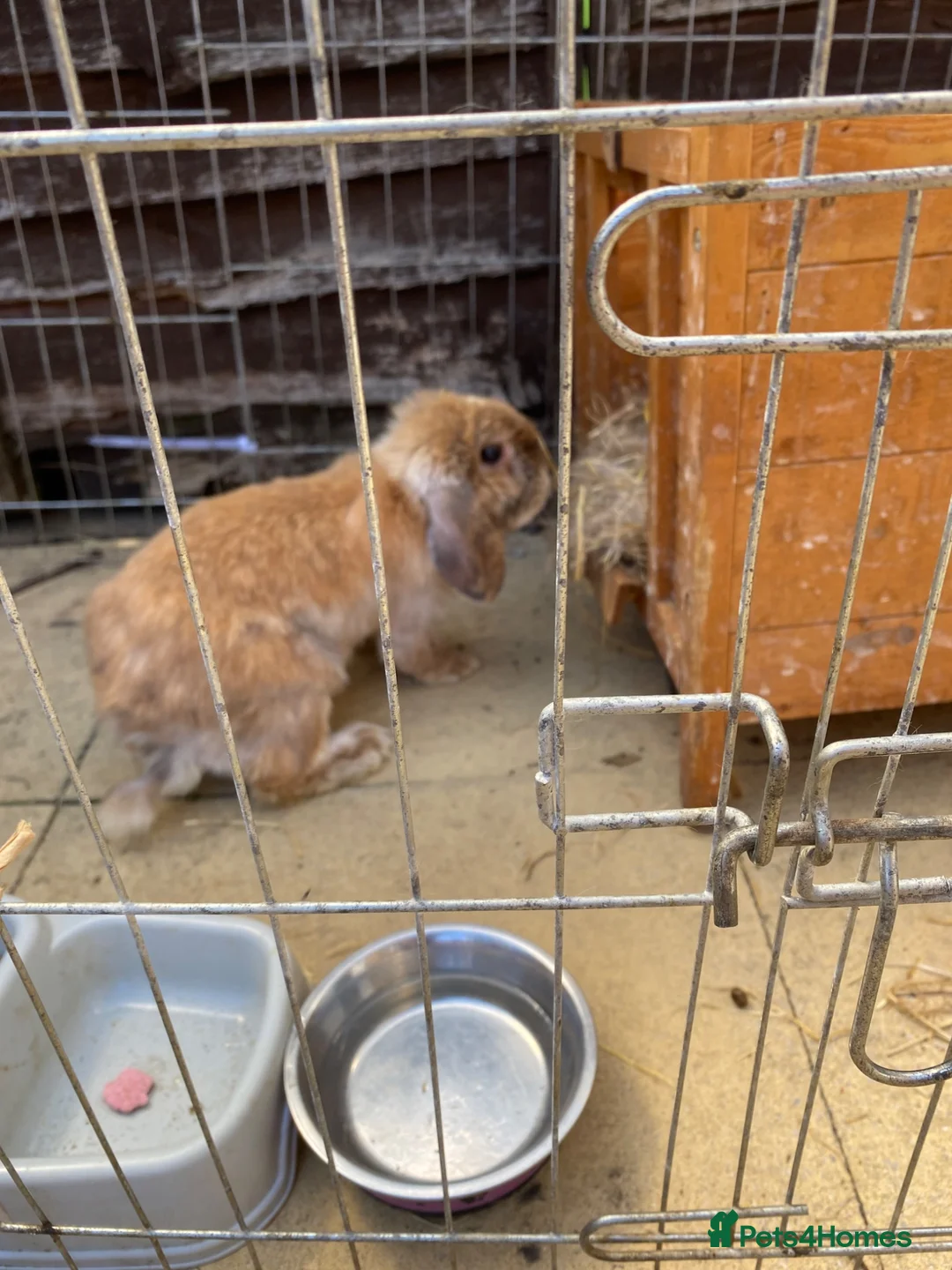 Mixed Breed rabbits for sale: Rabbits  - Advert 2
