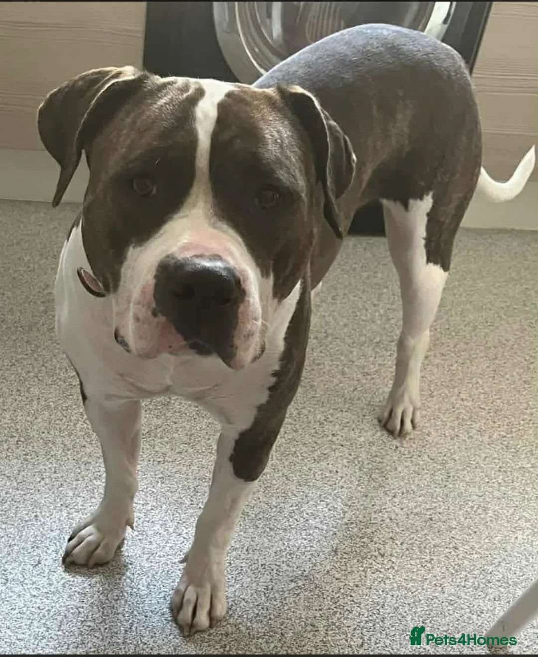 American Bully dogs for sale: She’s a legal Bully  - Advert 2