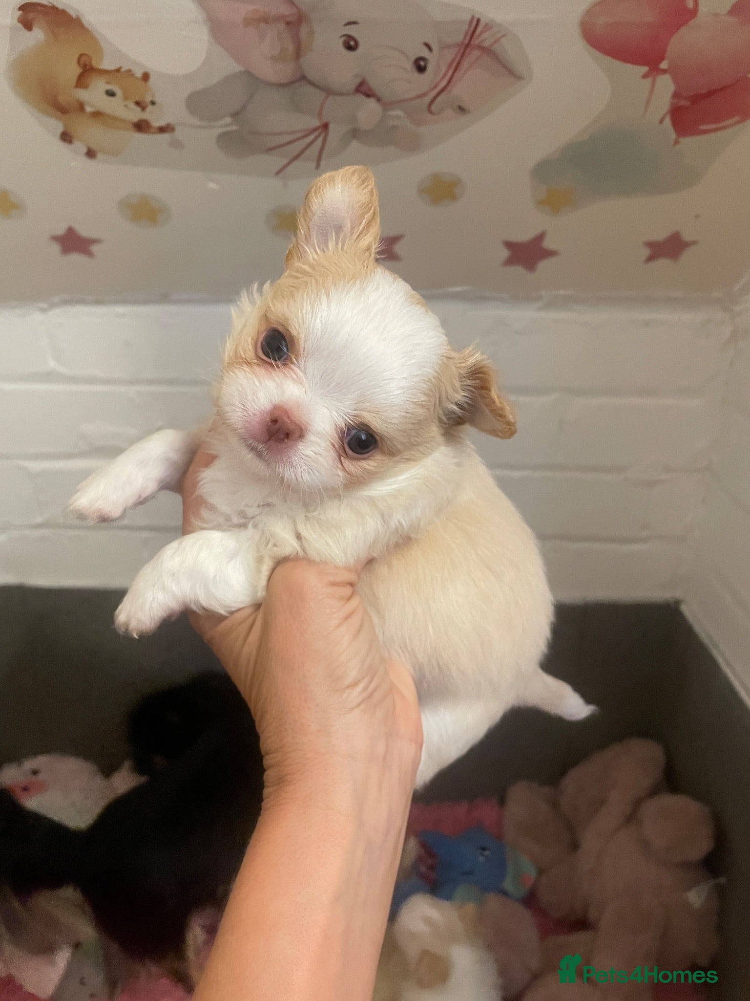 Chihuahua dogs Beautiful kc-reg longcoat Chi-babies 💖🌟💖 - Advert 12